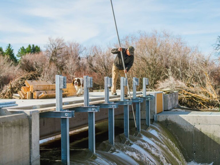 A man tends a dam used in flood irrigation.