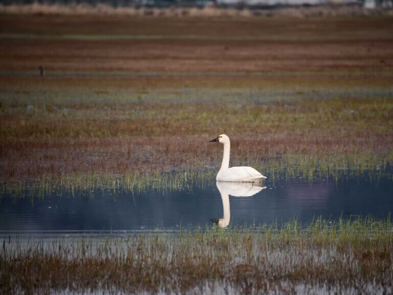 A swan swims in a wet meadow