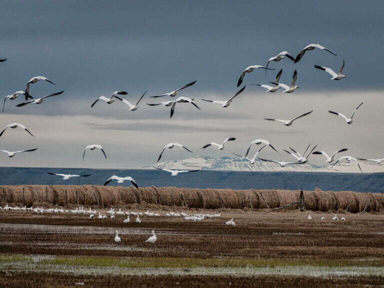 Snow geese land in an irrigated meadow
