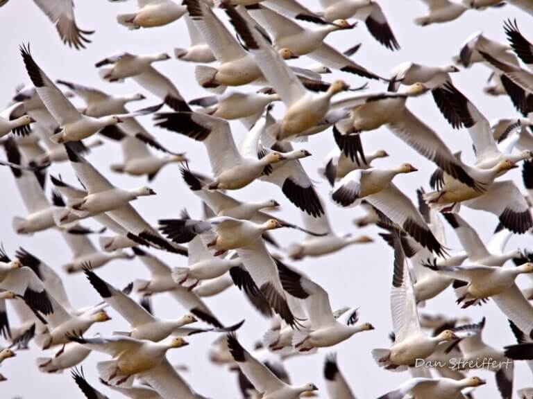 A flock of geese in flight.