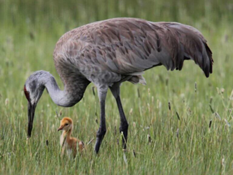 An adult crane with a chick