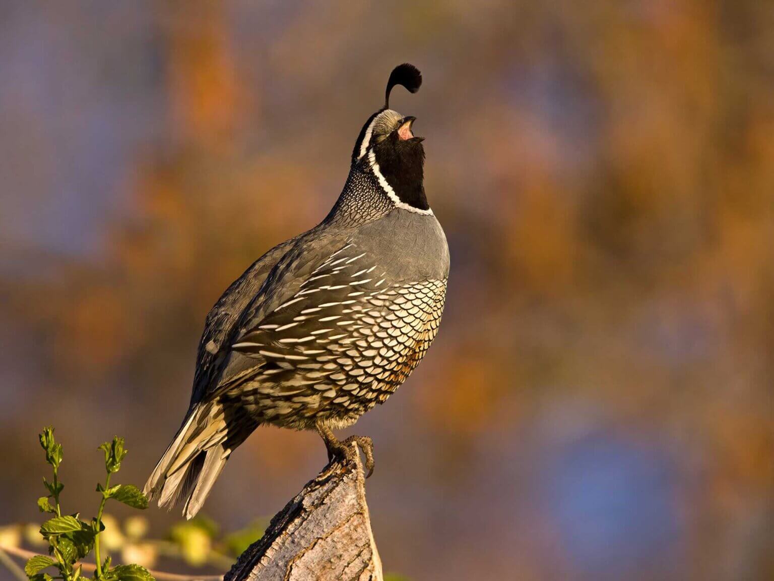 Harney Basin Wetlands - Balancing Needs | Oregon Lottery
