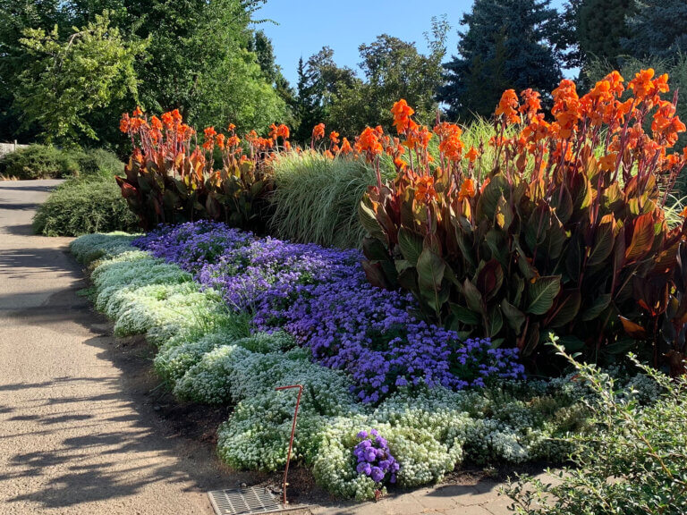 Flowers in bloom at the Oregon Garden