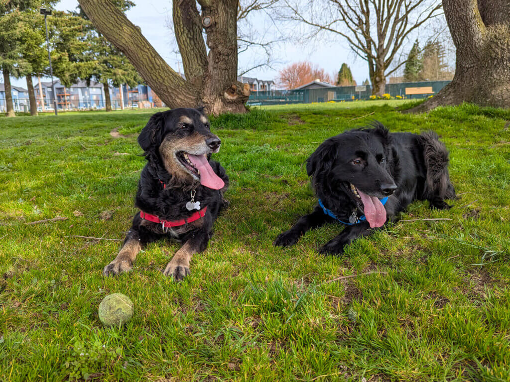 Two panting dogs lie under the trees