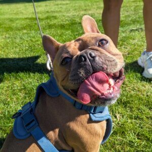 Pug dog portrait, Blue Mountain Canine client