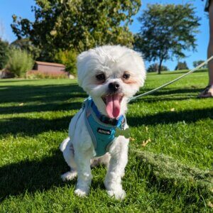 Miniature poodle portrait, Blue Mountain Canine client