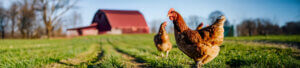 Hen House Hundreds tout