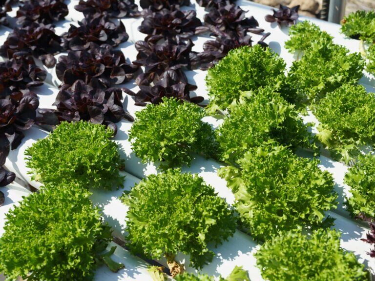 Two varieties of lettuce growing hydroponically